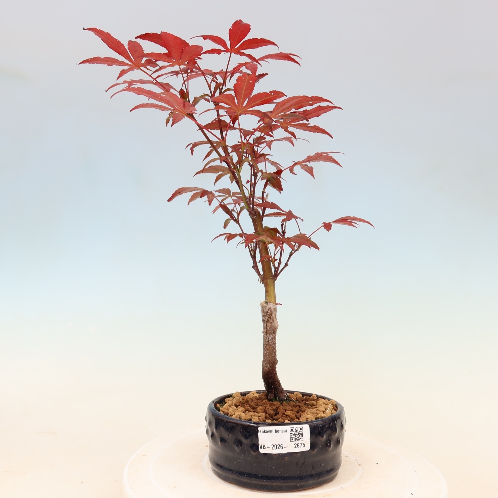 Kültéri bonsai - Acer pálma. Atropurpureum-Javor palmate