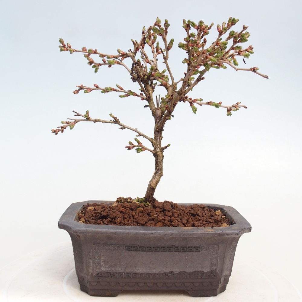 Kültéri bonsai - Prunus incisa Kojou-no mai-Plivon kivágva