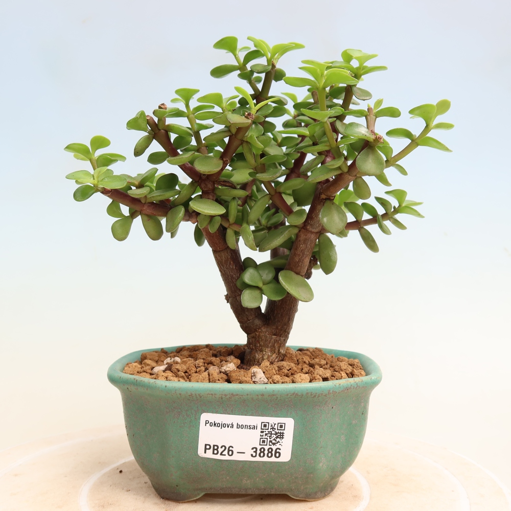 Szoba bonsai - Portulakaria Afra - Tlustice