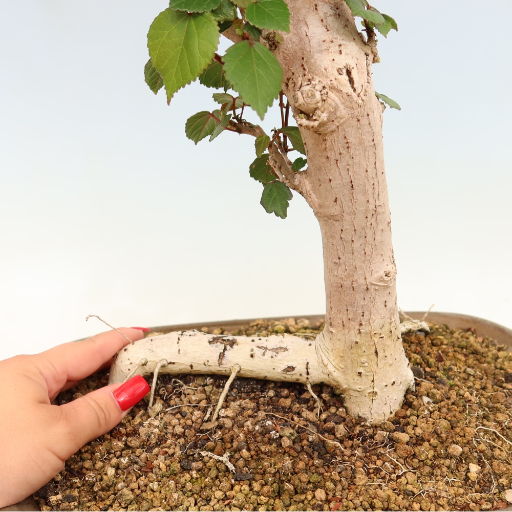 Beltéri bonsai - Hibiscus tiliaceus - tengeri hibiszkusz