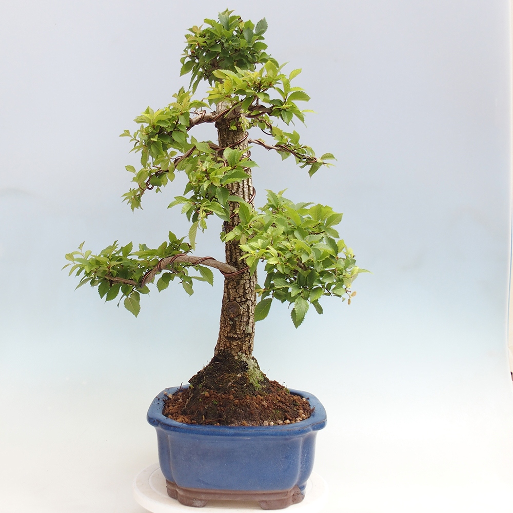 Kültéri bonsai - Zelkova - Zelkova NIRE