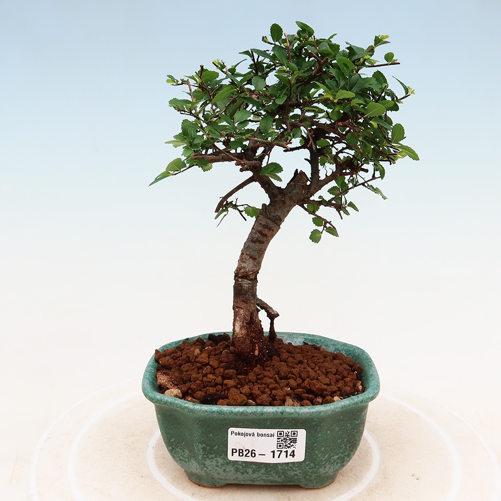 Szobai bonsai - Ulmus parvifolia - Kislevelű szilfa