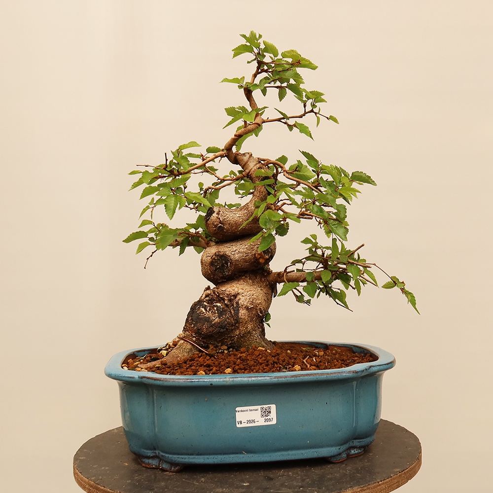 Kültéri bonsai -Carpinus Coreana - Koreai gyertyánfa