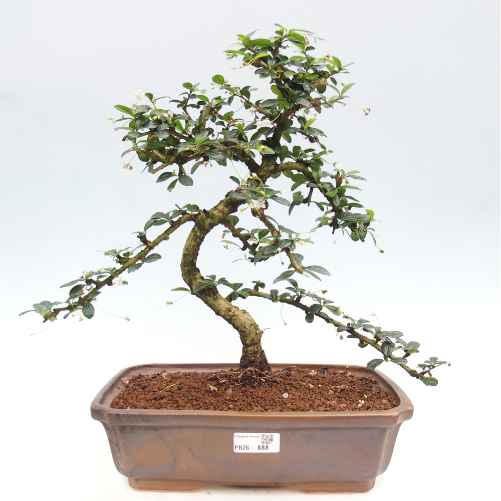 Szobai bonsai - Carmona macrophylla - Tea fuki
