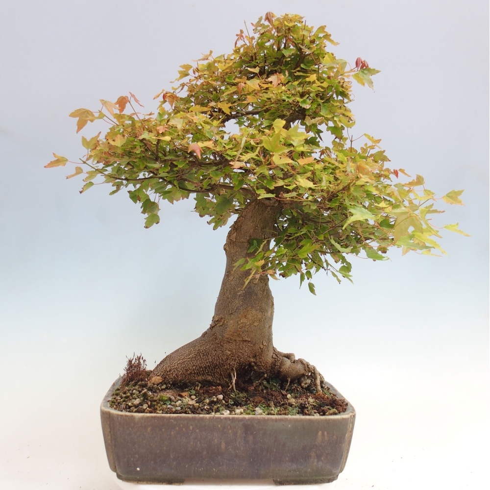 Kültéri bonsai - Acer Buergerianum - Burger juhar