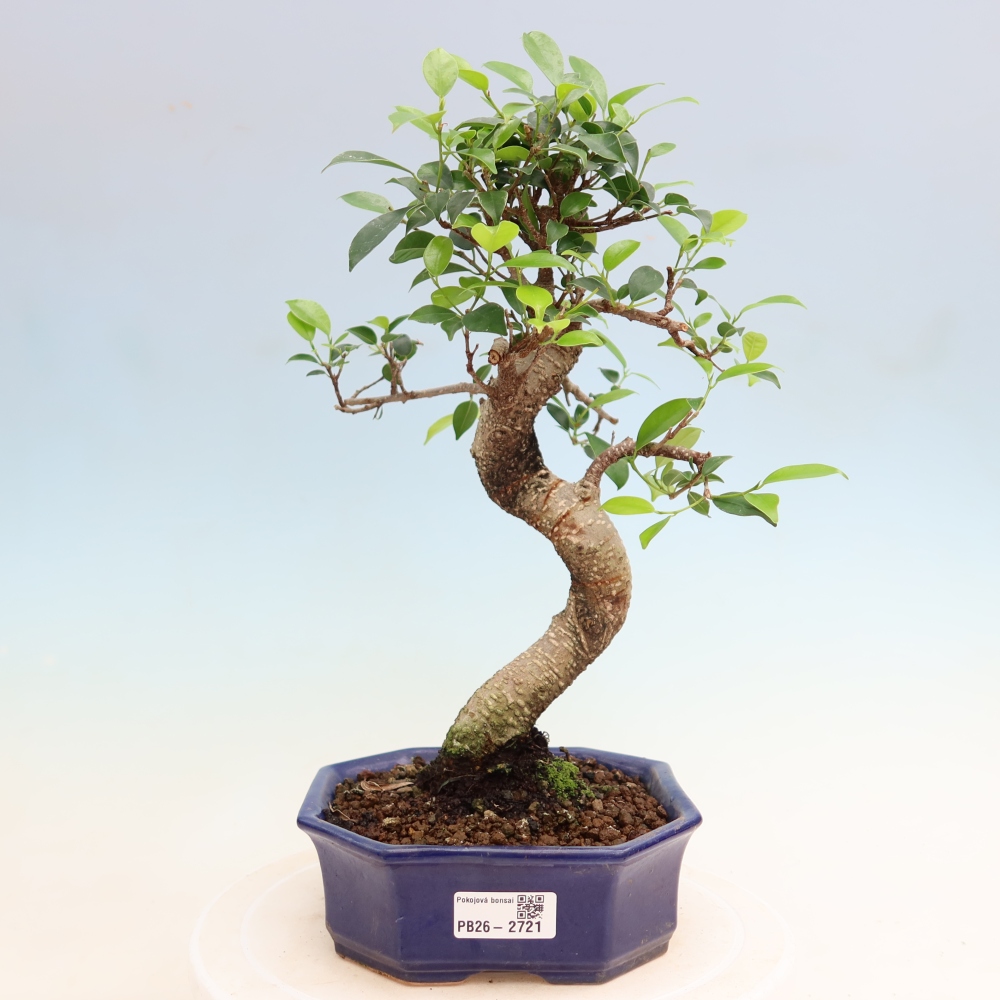 Szobai bonsai - Ficus kimmen - kislevelű fikusz