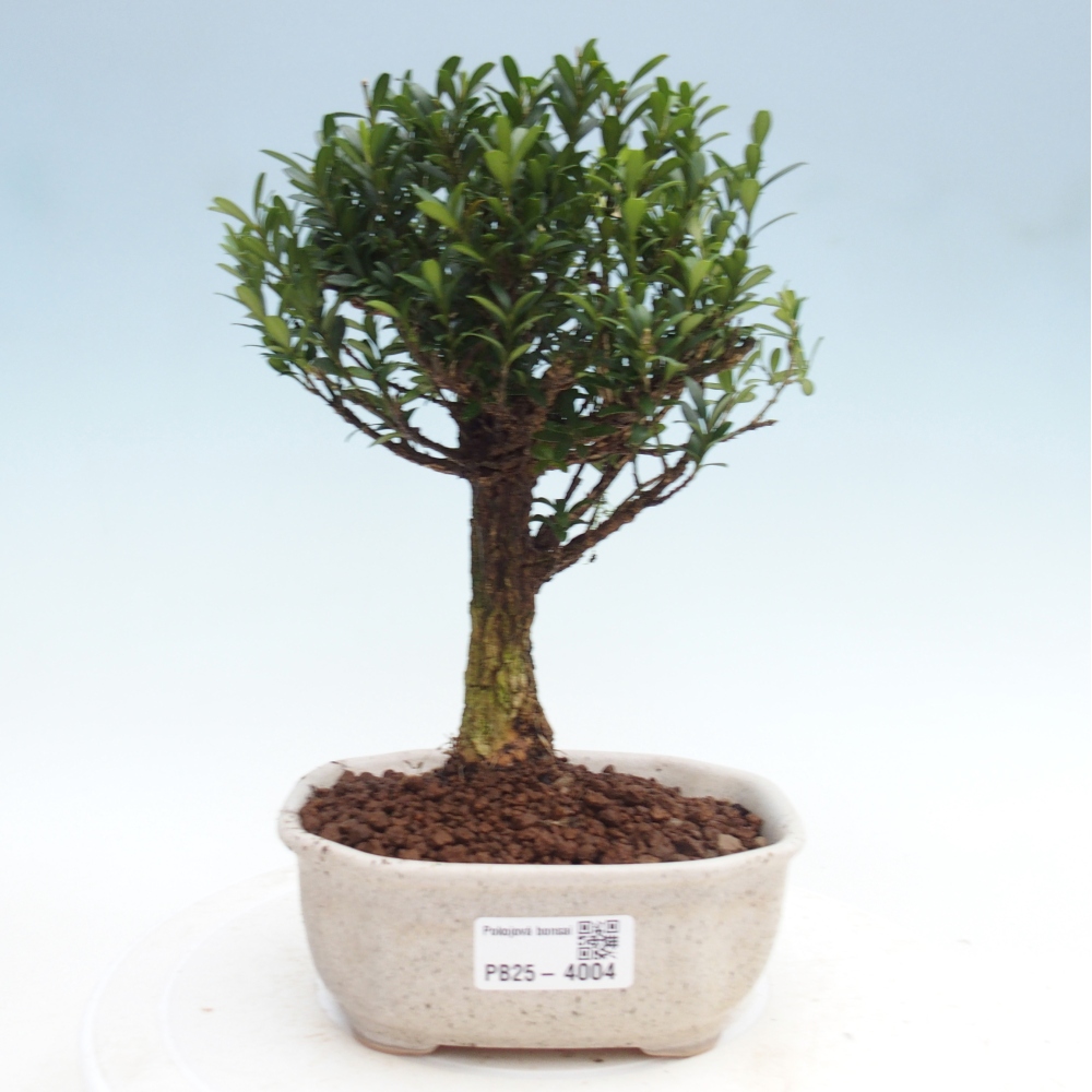 Szobai bonsai - Buxus harlandii - parafa buxus