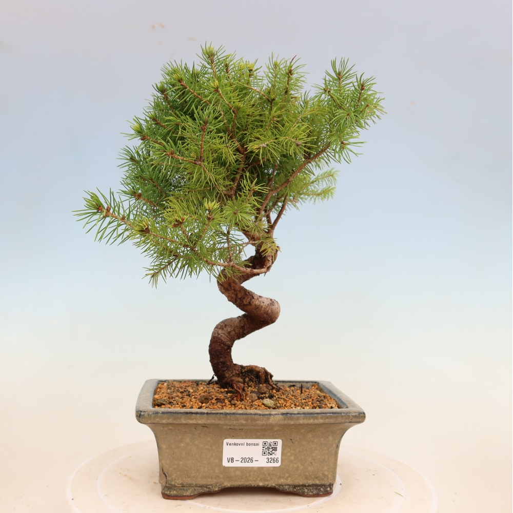 Kültéri bonsai - lucfenyő - Picea glauca globe