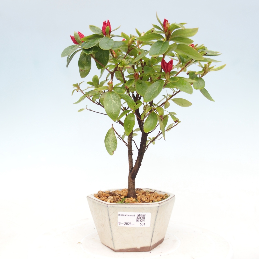 Kültéri bonsai - japán azálea - Azalea sp.