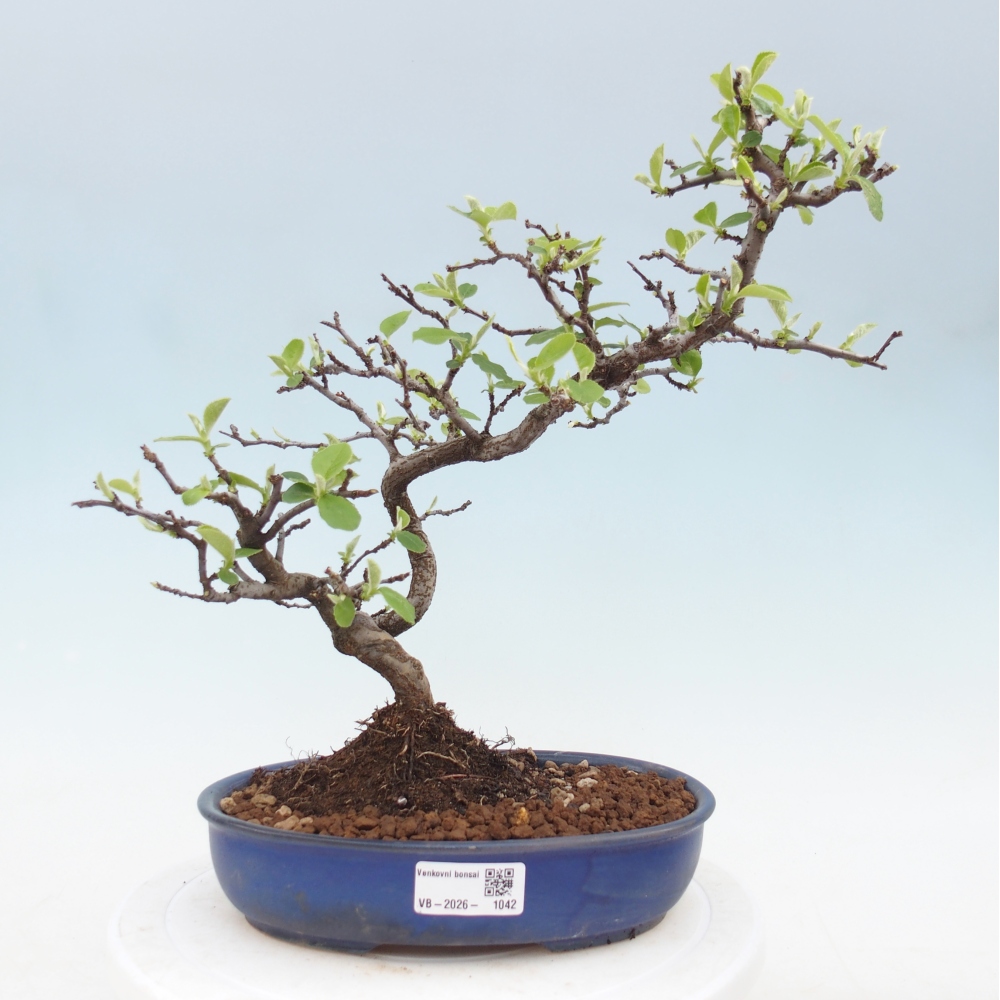 Kültéri bonsai - Chaneomeles chinensis