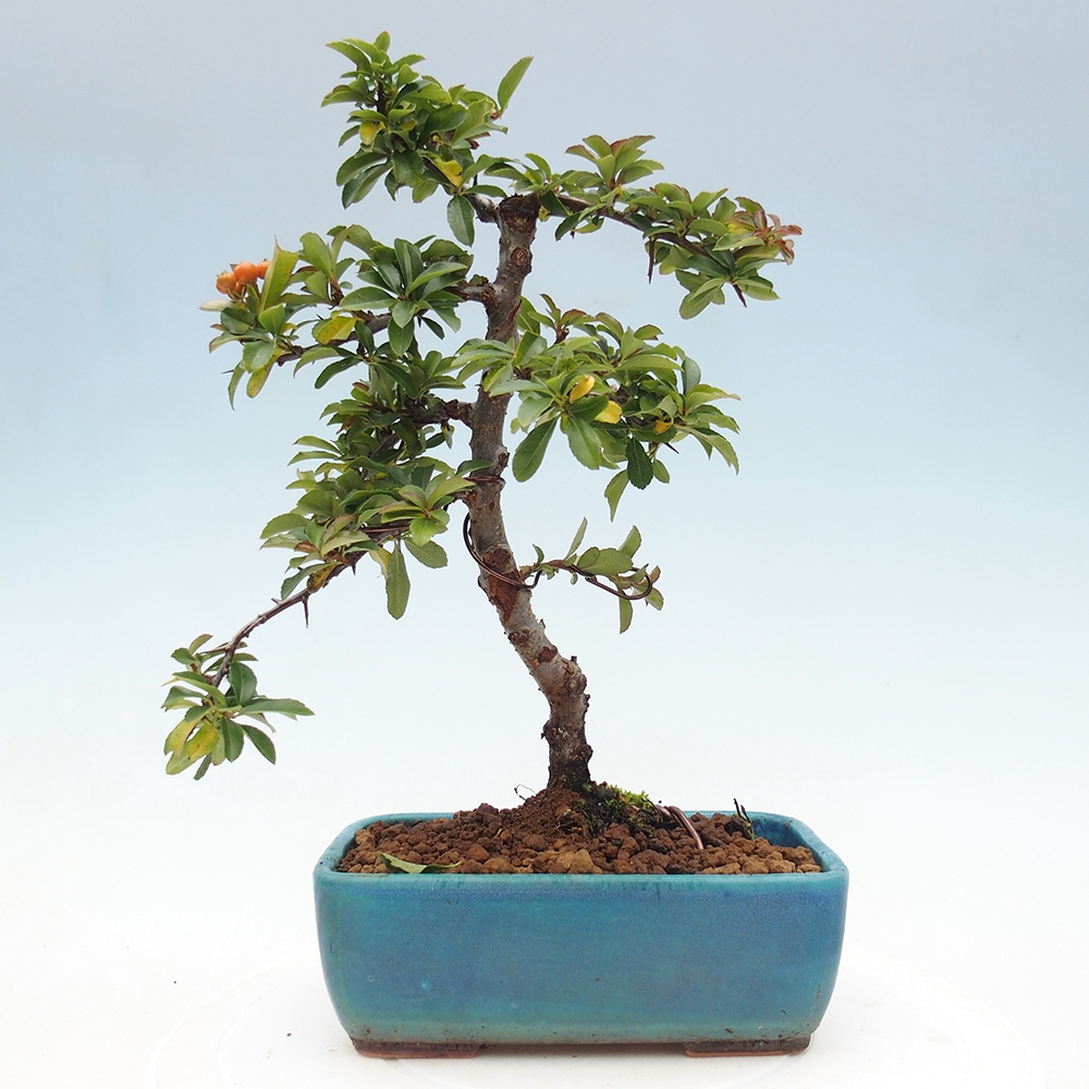 Kültéri bonsai-Pyracantha Teton - Hlox