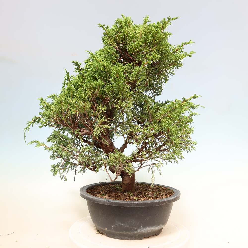 Kültéri bonsai - Juniperus chinensis Itoigawa-Juniperus chinensis