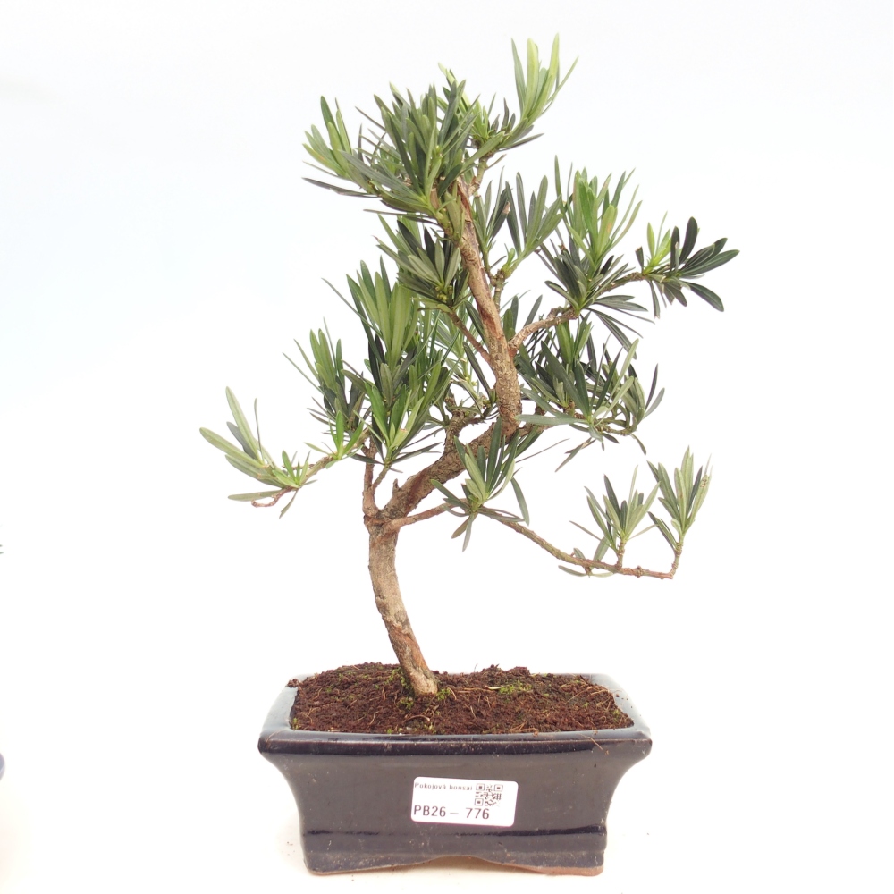 Szobai bonsai - Podocarpus - Kőtiszafa