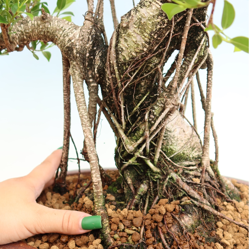 Szobai bonsai - Ficus kimmen - kislevelű fikusz