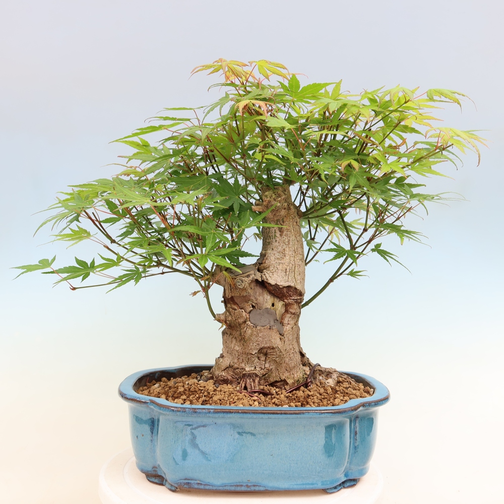 Kültéri bonsai - Juhar Burger - Acer Burgerianum