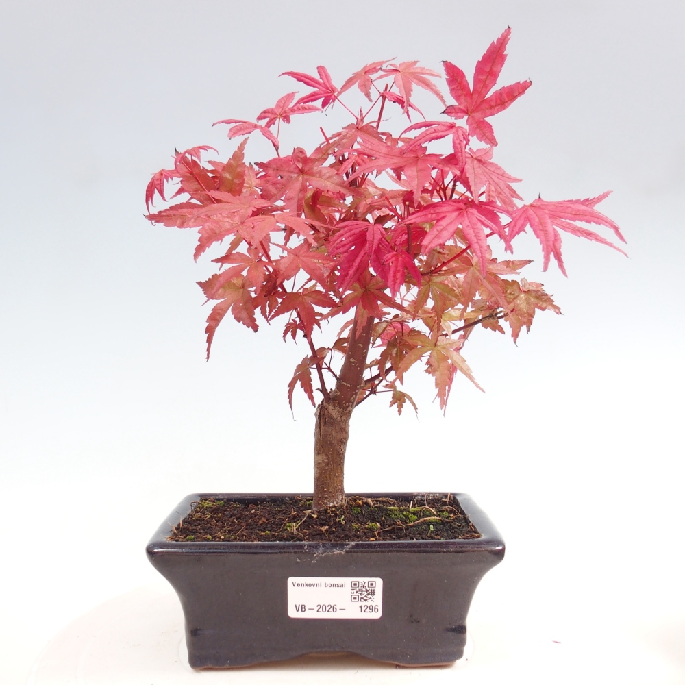 Kültéri bonsai - Acer palmatum DESHOJO
