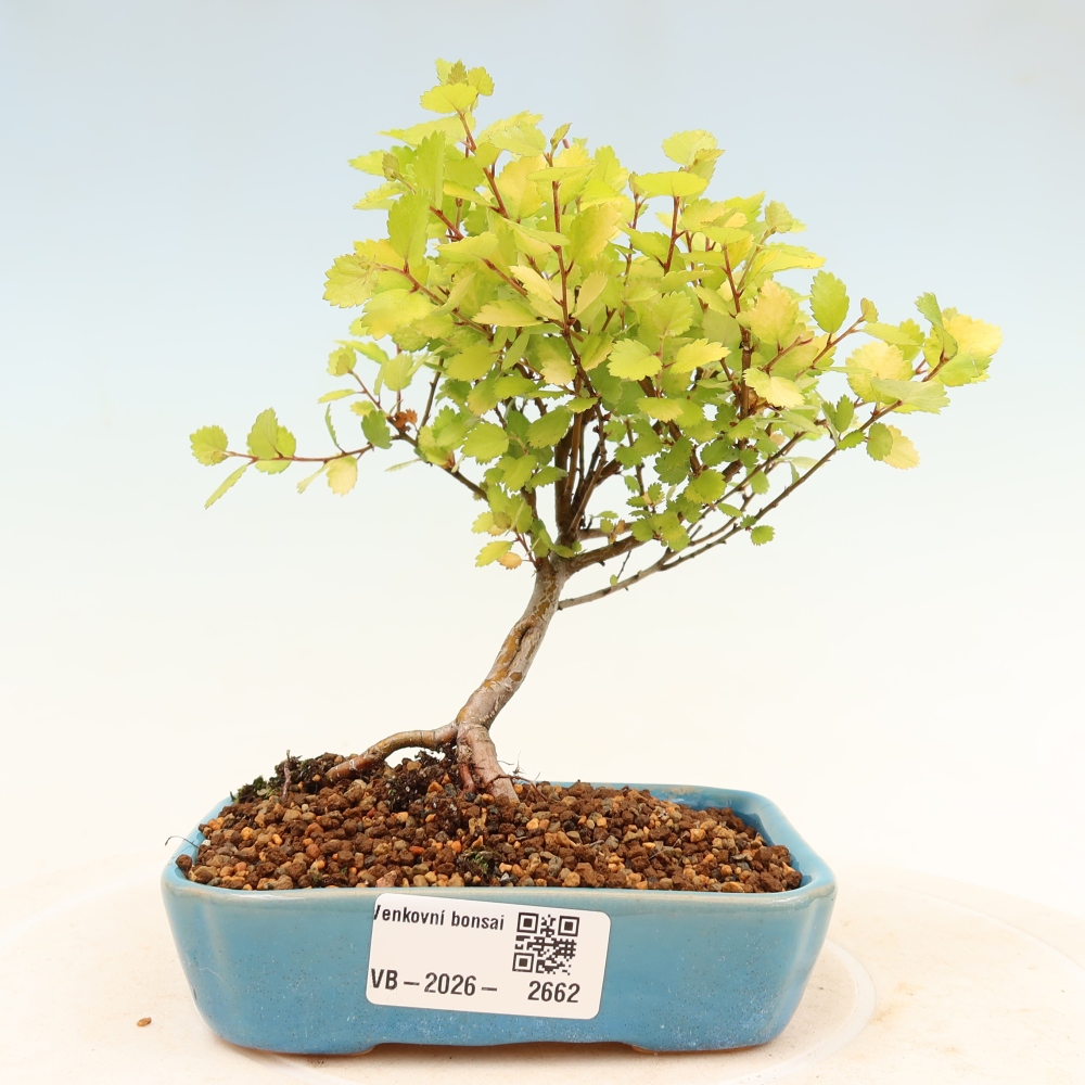 Kültéri bonsai - Törpe nyírfa - Betula NANA Treasure