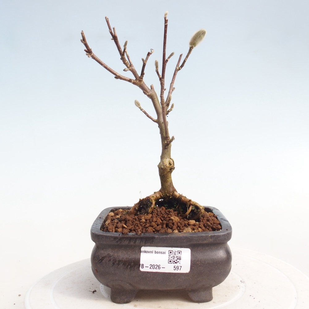 Kültéri bonsai - Magnolia stellata