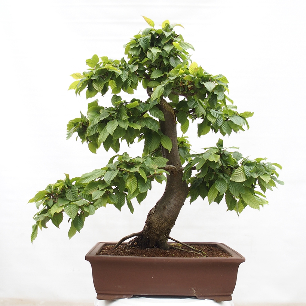 Kültéri bonsai - gyertyán - Carpinus betulus