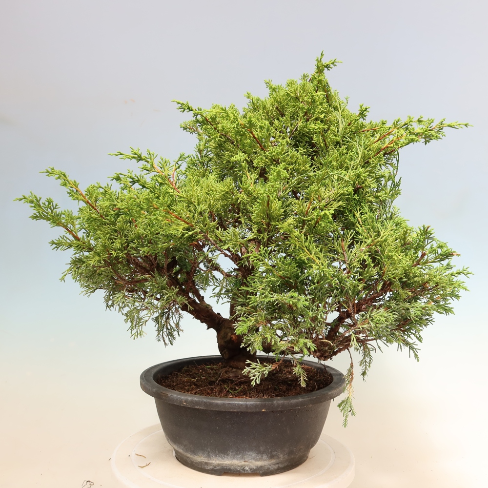 Kültéri bonsai - Juniperus chinensis Itoigawa-Juniperus chinensis