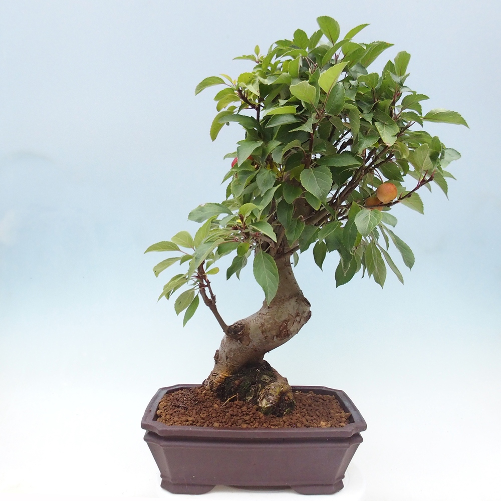 Kültéri bonsai -Malus halliana - Kis gyümölcsű almafa