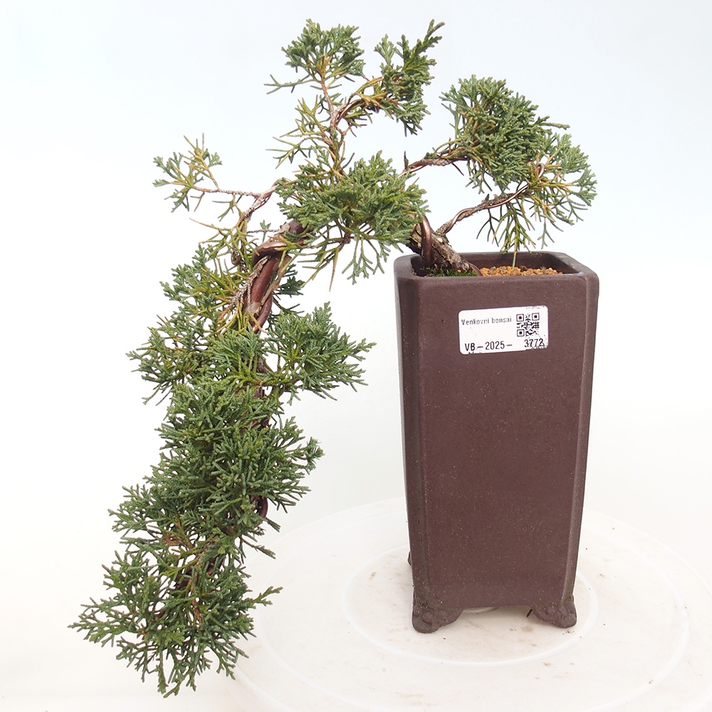 Kültéri bonsai - Juniperus chinensis Kishu
