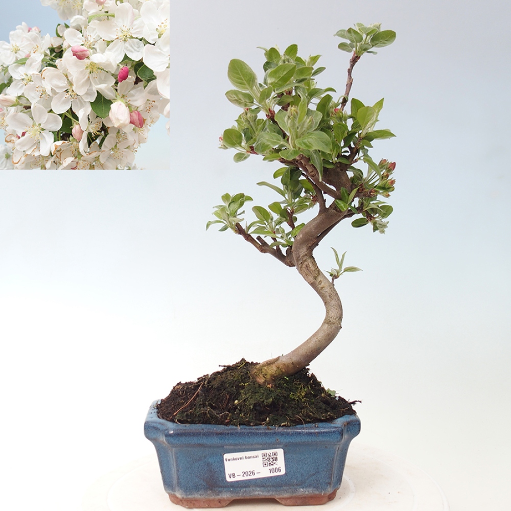Kültéri bonsai -Malus halliana - Kis gyümölcsű almafa