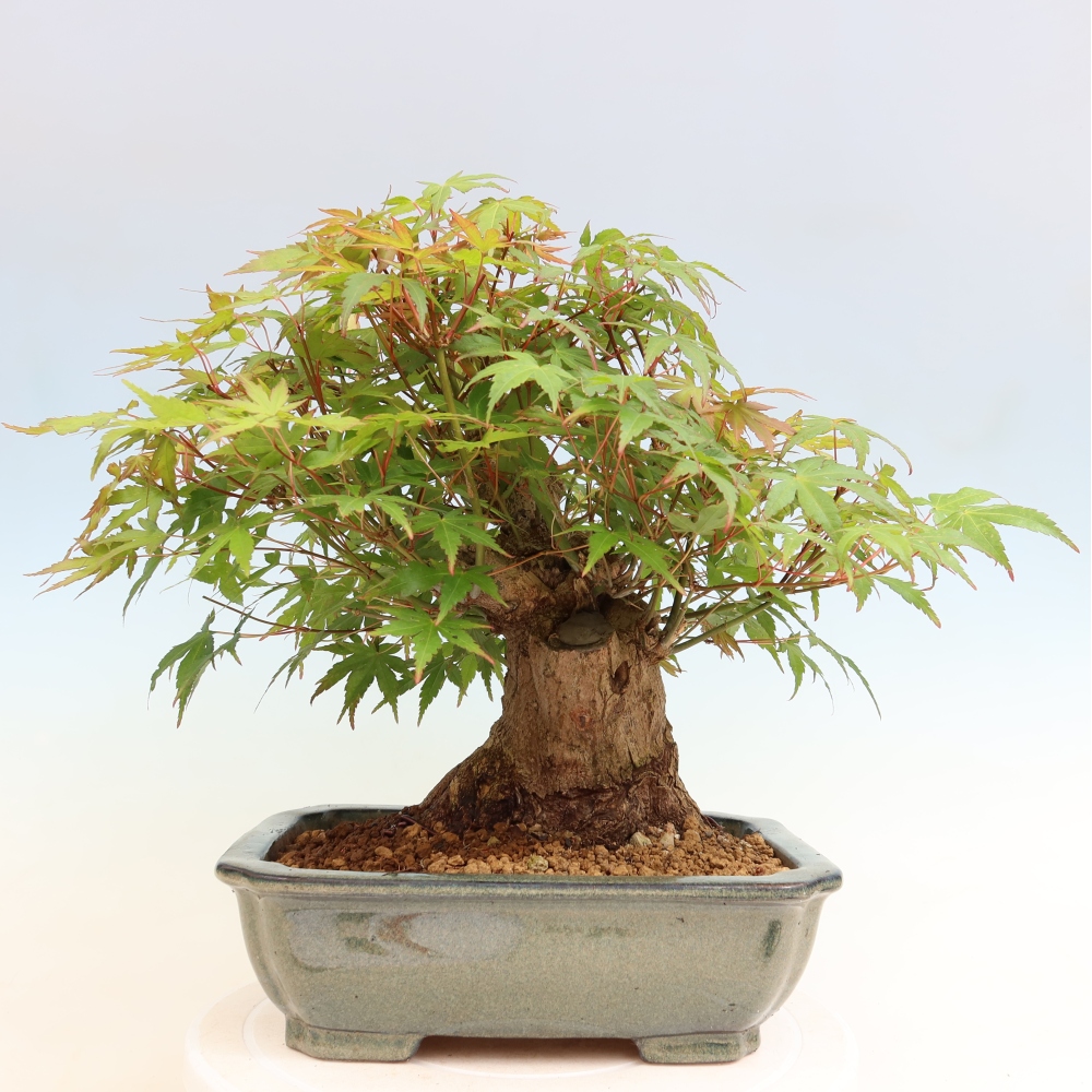 Kültéri bonsai - Juhar Burger - Acer Burgerianum