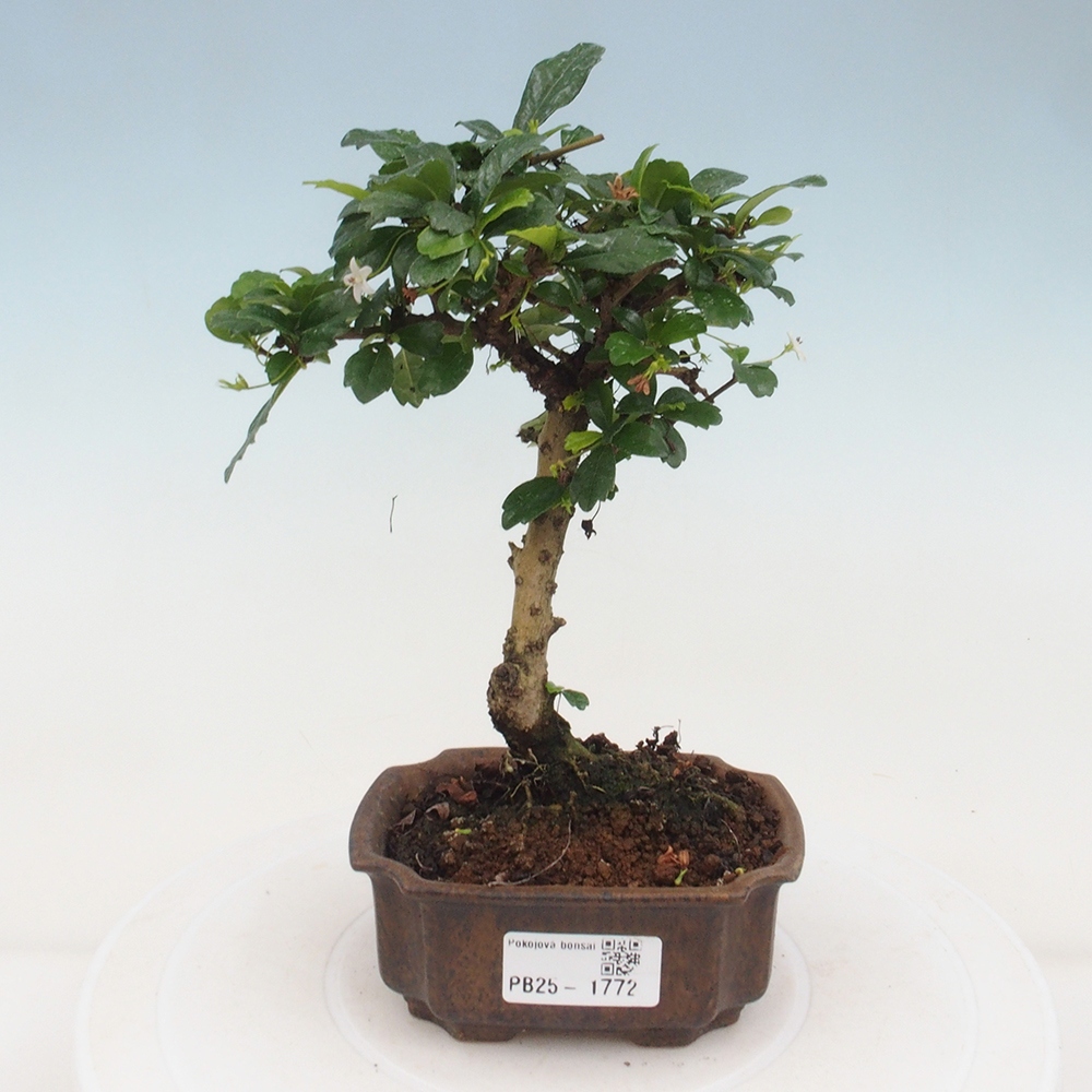 Szobai bonsai - Carmona macrophylla - Tea fuki