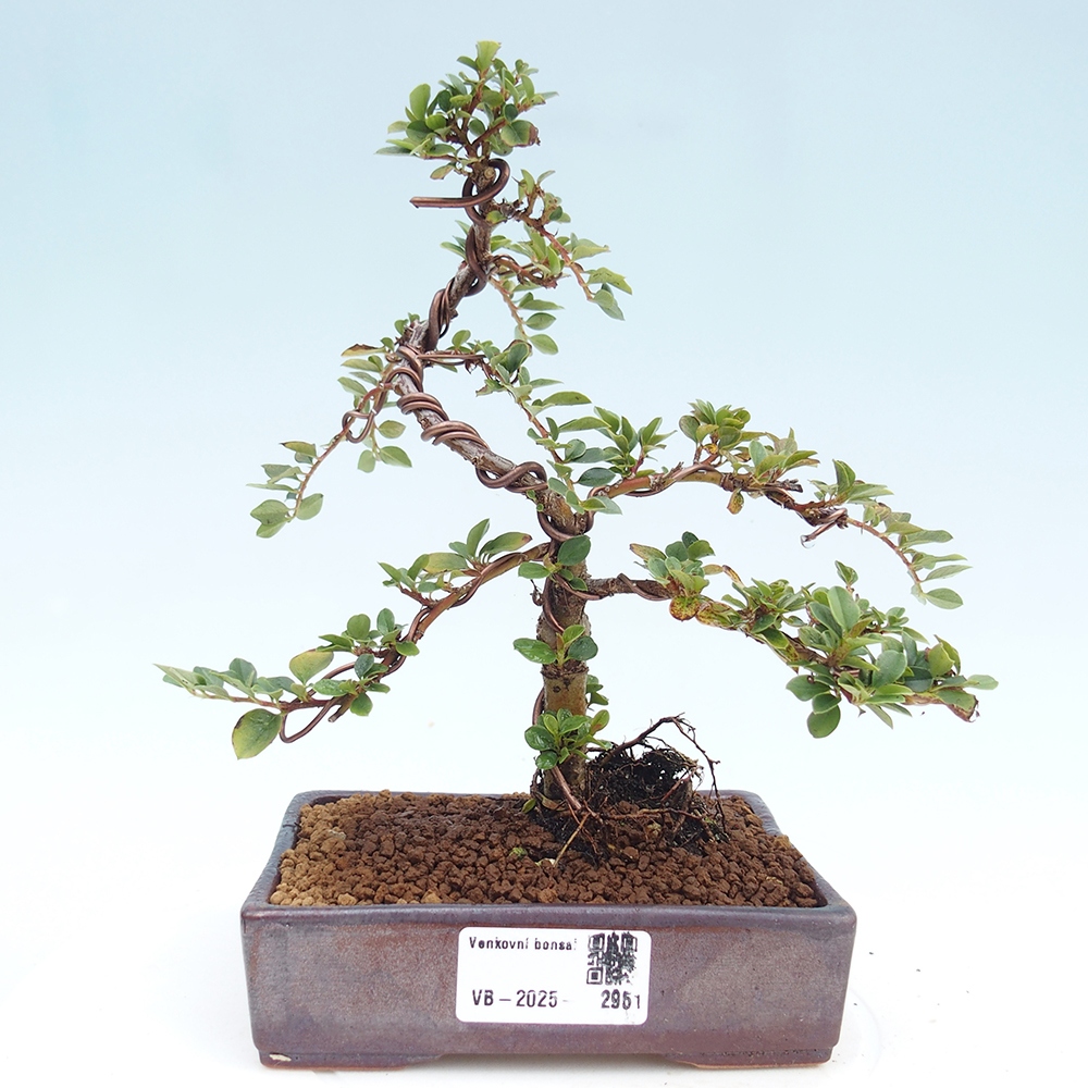 Kültéri bonsai - Cotoneaster horizontalis - Rocky Mountain