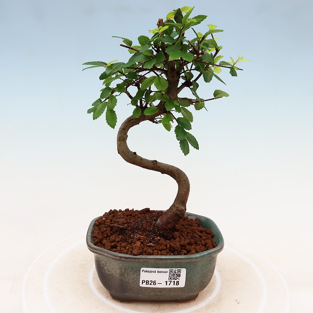 Szobai bonsai - Ulmus parvifolia - Kislevelű szilfa