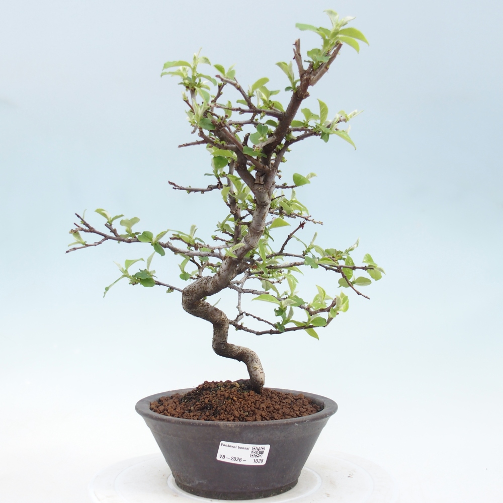 Kültéri bonsai - Chaneomeles chinensis