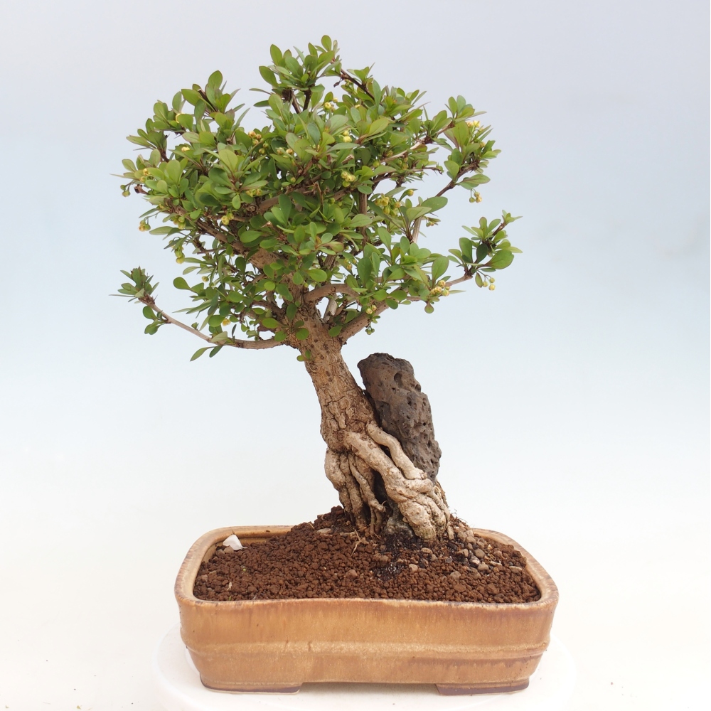 Kültéri bonsai - Berberis coreana