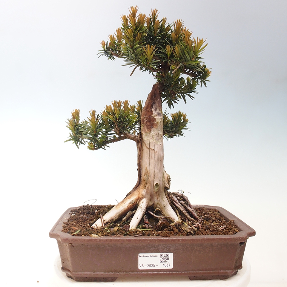 Kültéri bonsai - Taxus cuspidata - japán tiszafa