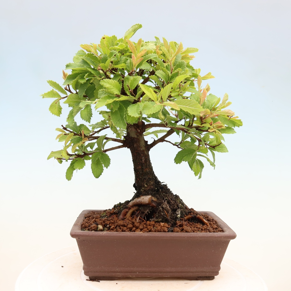 Kültéri bonsai - Zelkova - Zelkova NIRE