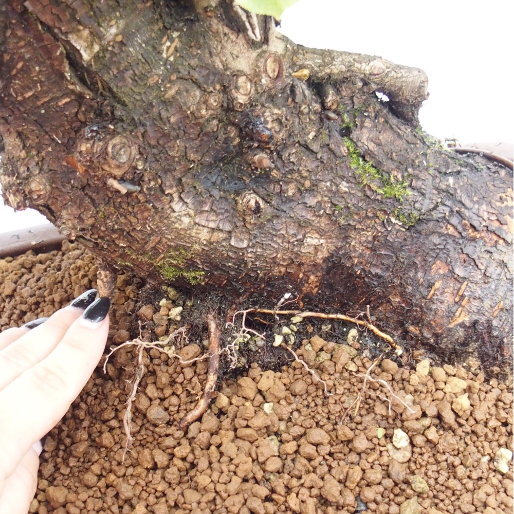 Kültéri bonsai - Mahalebka - Prunus mahaleb - Prunus mahaleb