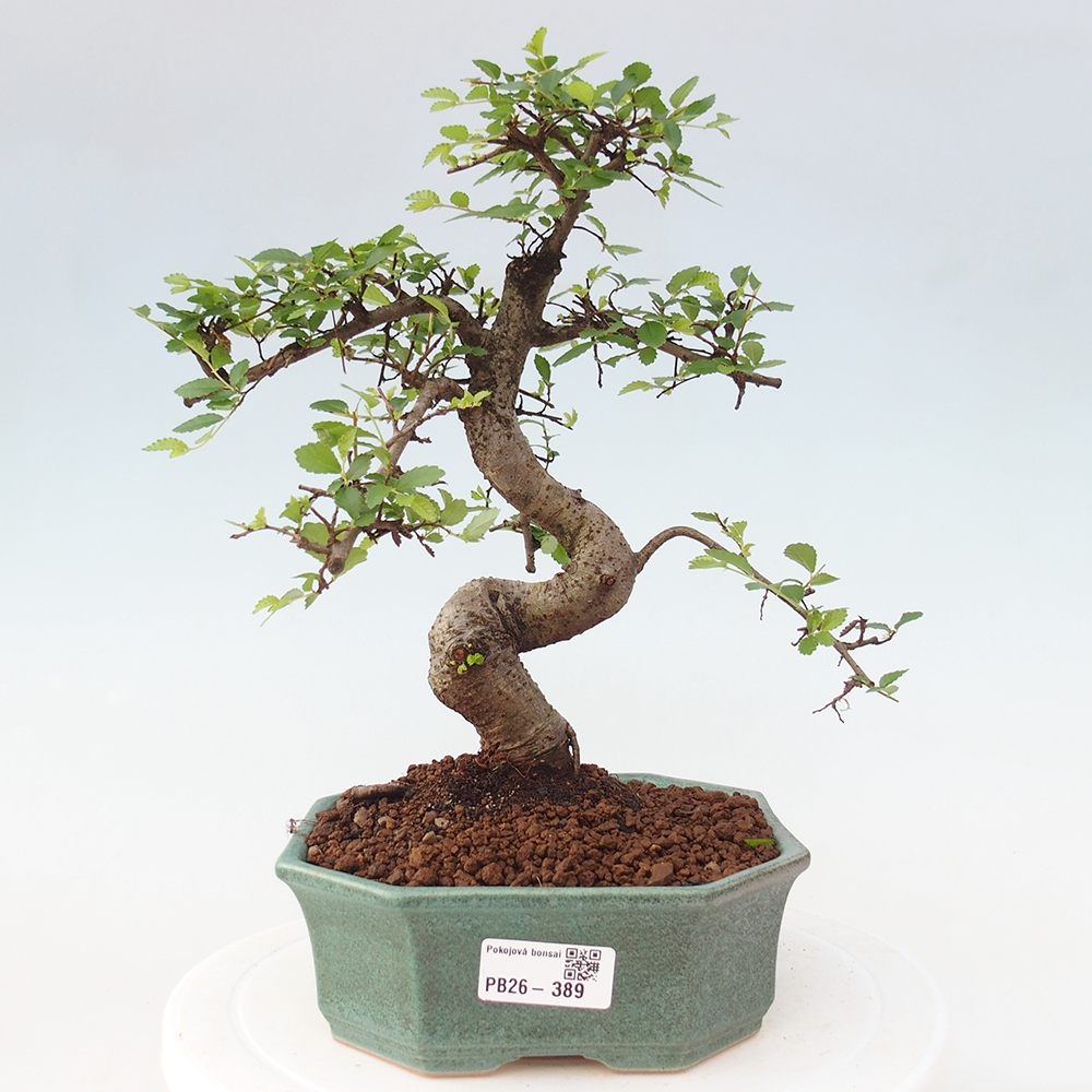 Szobai bonsai - Ulmus parvifolia - Kislevelű szilfa