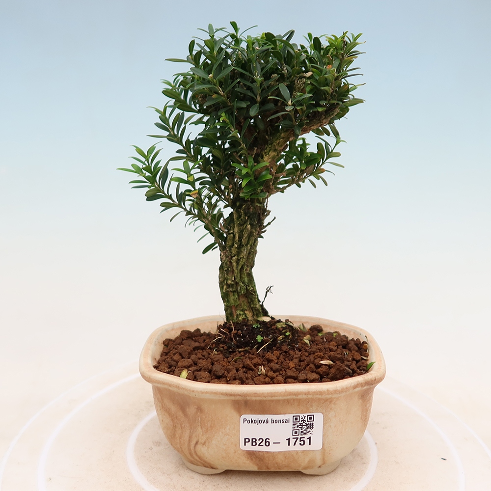 Szobai bonsai - Buxus harlandii - parafa buxus