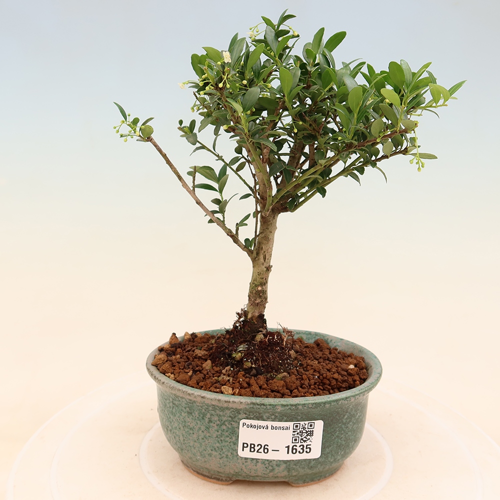 Szobai bonsai - Ilex crenata - Holly