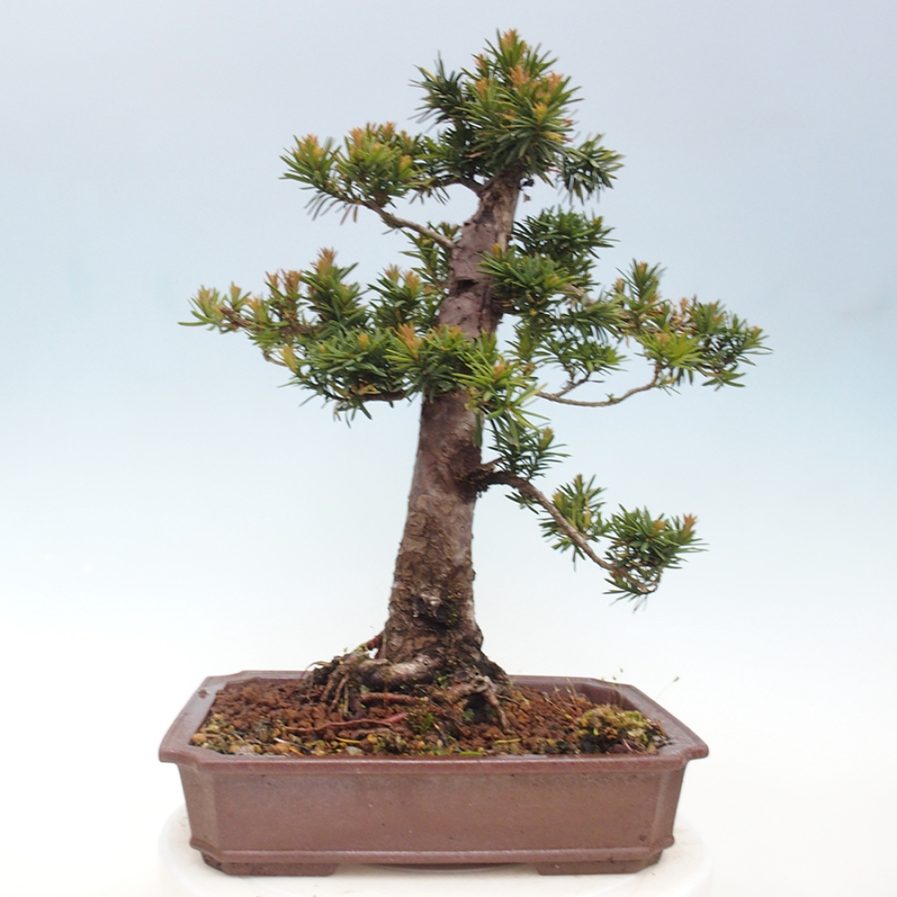 Kültéri bonsai - Taxus cuspidata - japán tiszafa