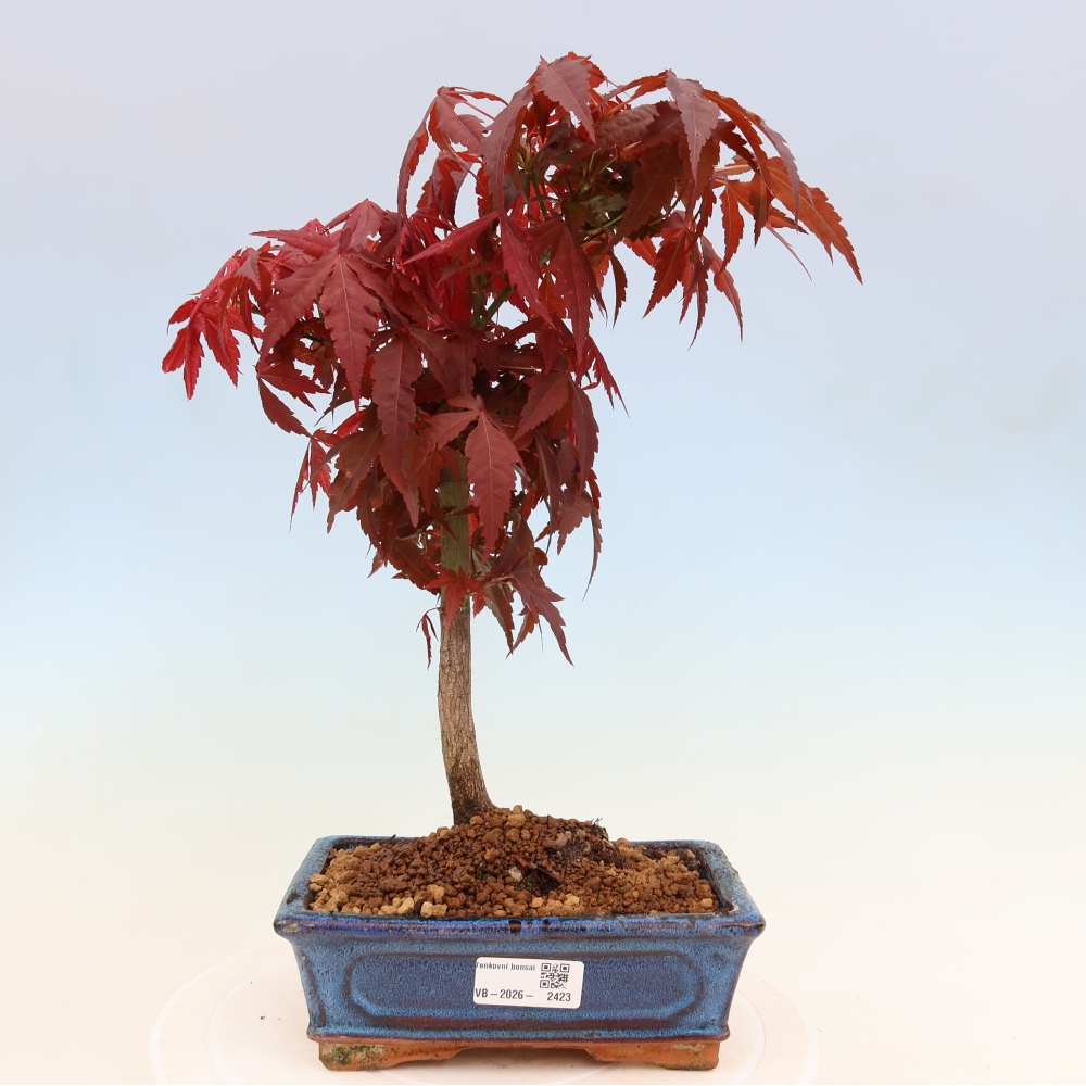 Kültéri bonsai - Acer pálma. Atropurpureum-Javor palmate