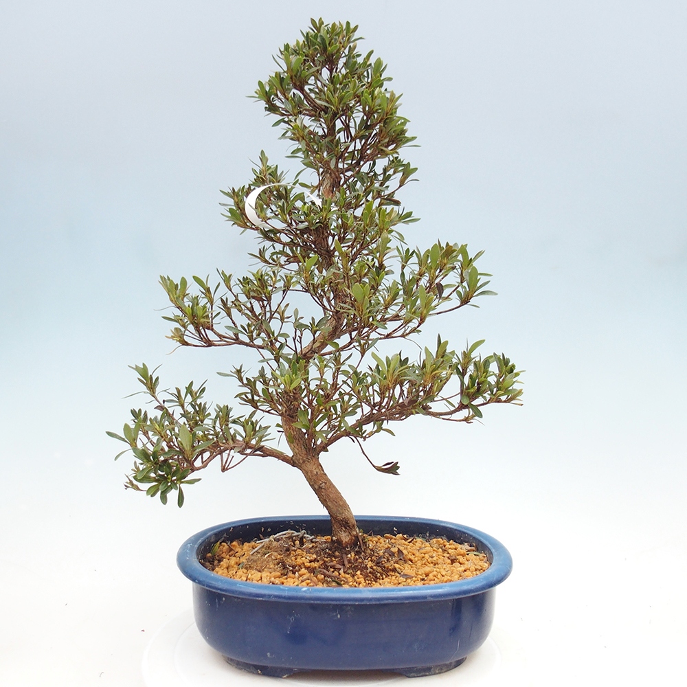 Kültéri bonsai - Japán azálea - Azalea Hakurin