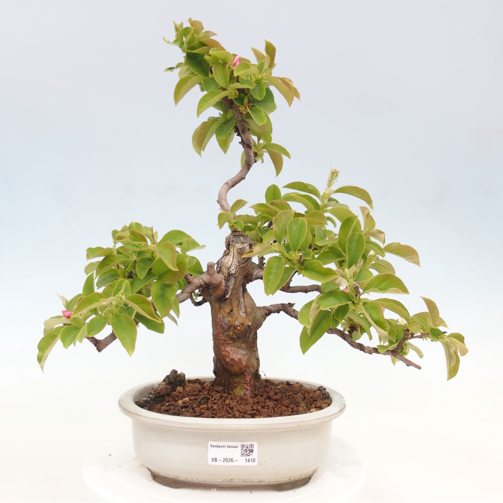 Kültéri bonsai - Pseudocydonia sinensis - kínai birs