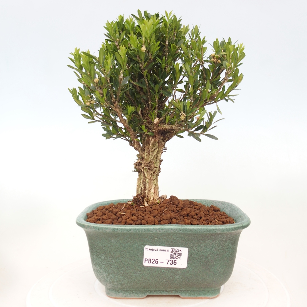 Szobai bonsai - Buxus harlandii - parafa buxus