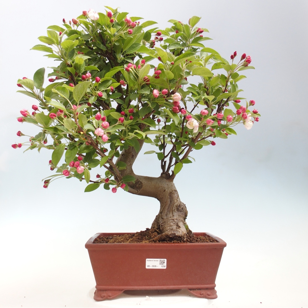 Kültéri bonsai -Malus halliana - Kis gyümölcsű almafa