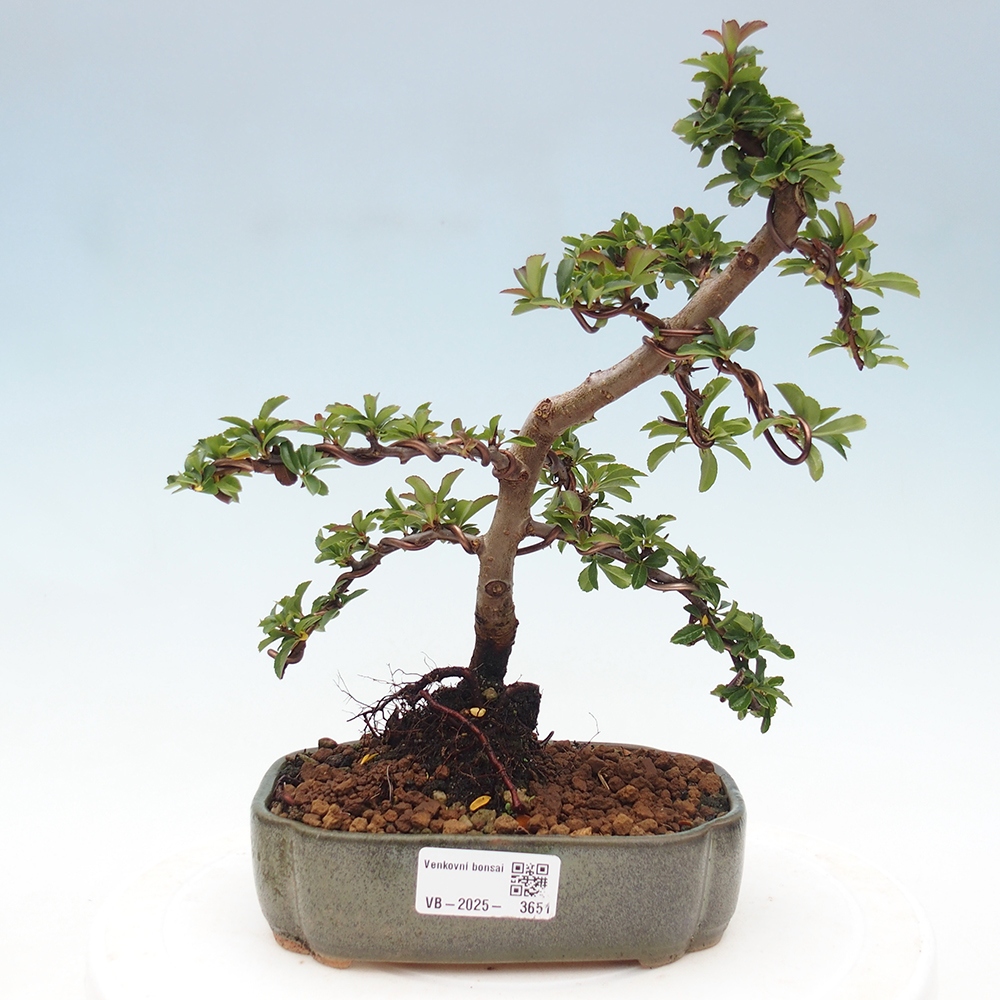 Kültéri bonsai-Pyracantha Teton - Hlox