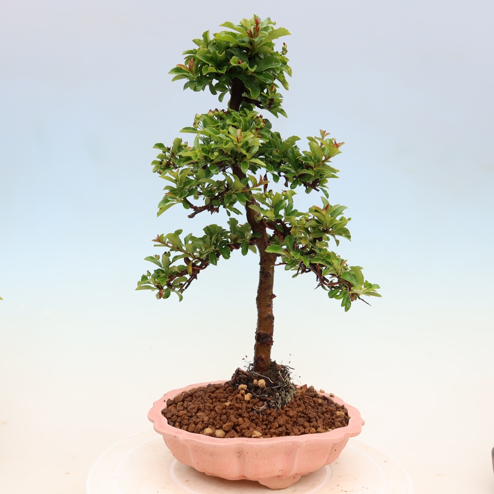 Kültéri bonsai – Pyracantha teton – Vörös tűzcserje