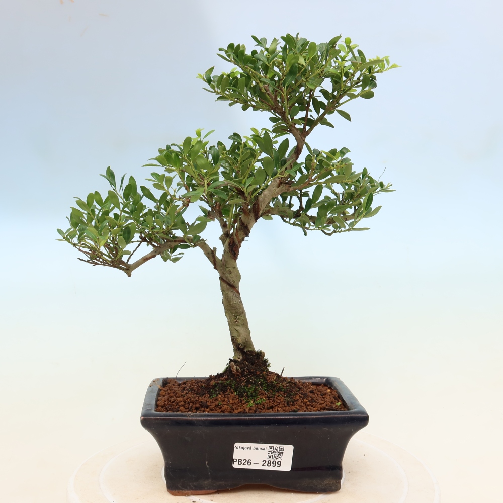 Szobai bonsai - Ilex crenata - Holly