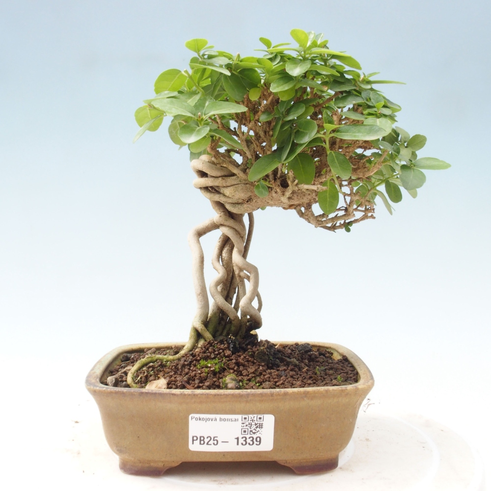 Beltéri bonsai - Premna serratifolia - Kozlovna malolista