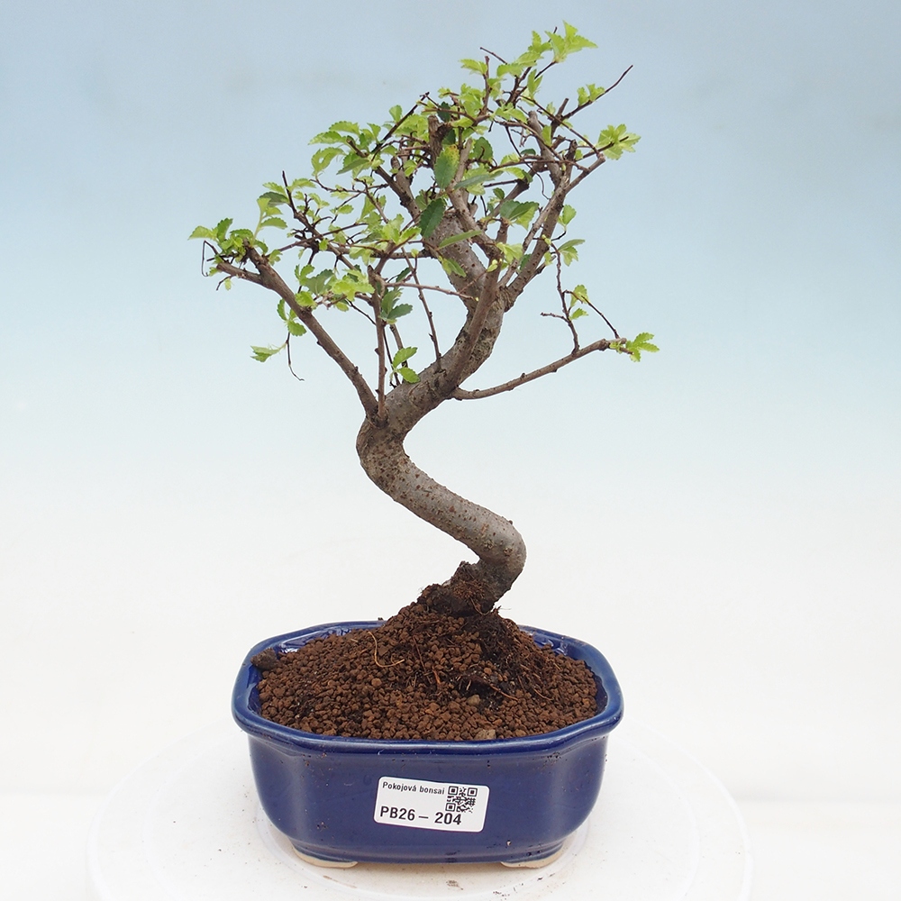 Szobai bonsai - Ulmus parvifolia - Kislevelű szilfa